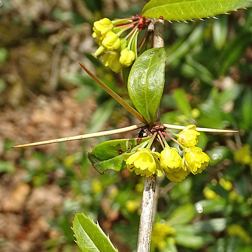 Julianes Berberitze / Berberis julianae