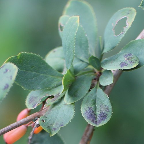 Gemeine Berberitze / Berberis vulgaris