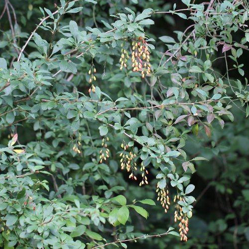 Gemeine Berberitze / Berberis vulgaris