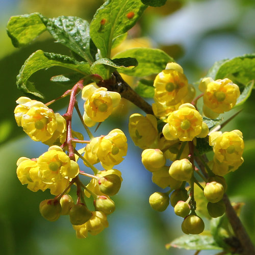 Gemeine Berberitze / Berberis vulgaris