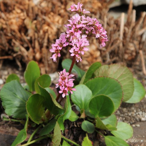 Bergenie / Bergenia crassifolia