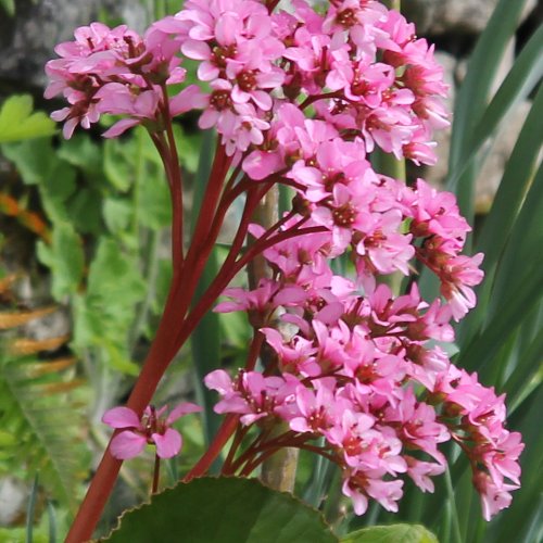 Bergenie / Bergenia crassifolia