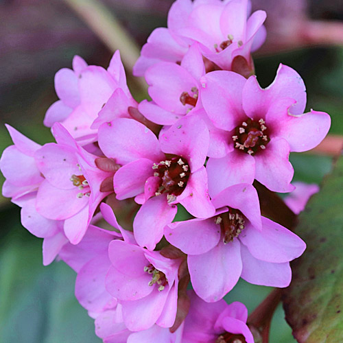 Bergenie / Bergenia crassifolia