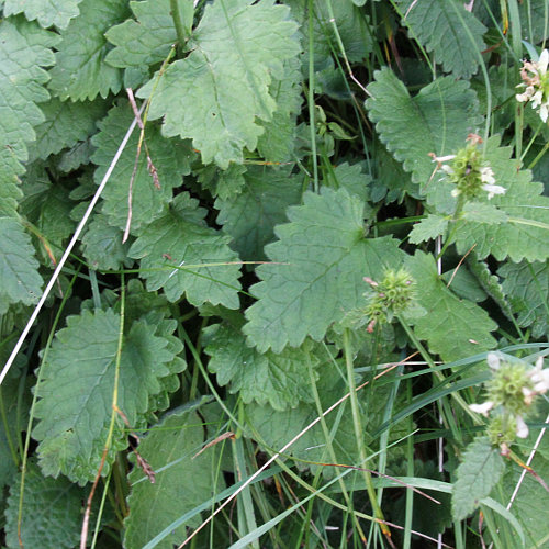 Gelbe Betonie / Stachys alopecuros