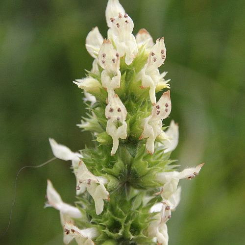 Gelbe Betonie / Stachys alopecuros