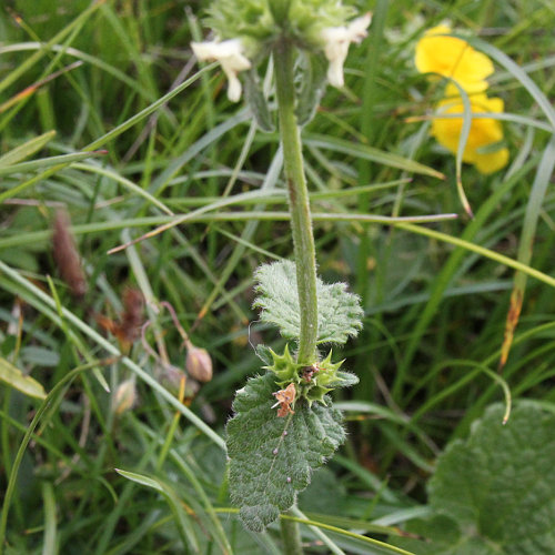 Gelbe Betonie / Stachys alopecuros