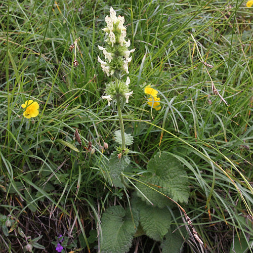 Gelbe Betonie / Stachys alopecuros