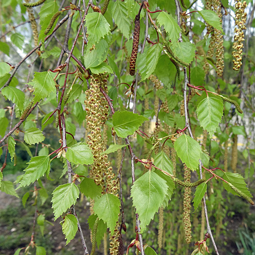 Hänge-Birke / Betula pendula