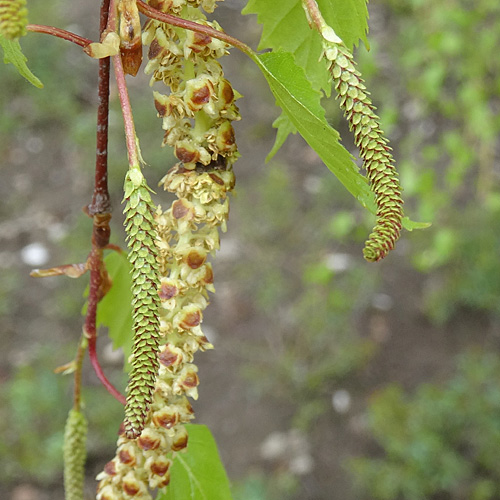 Hänge-Birke / Betula pendula