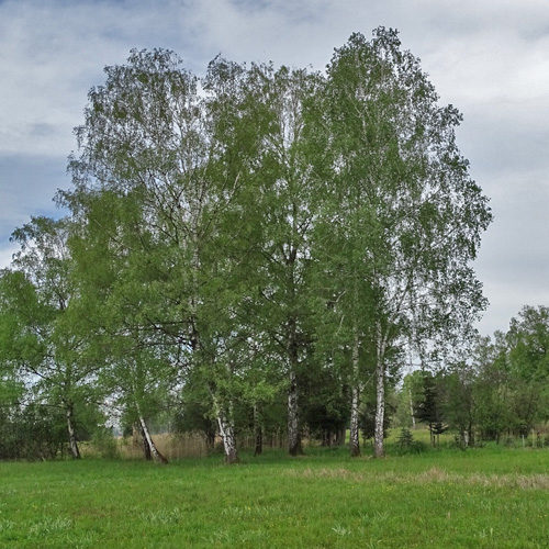 Hänge-Birke / Betula pendula