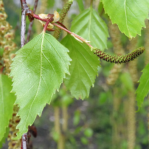 Hänge-Birke / Betula pendula