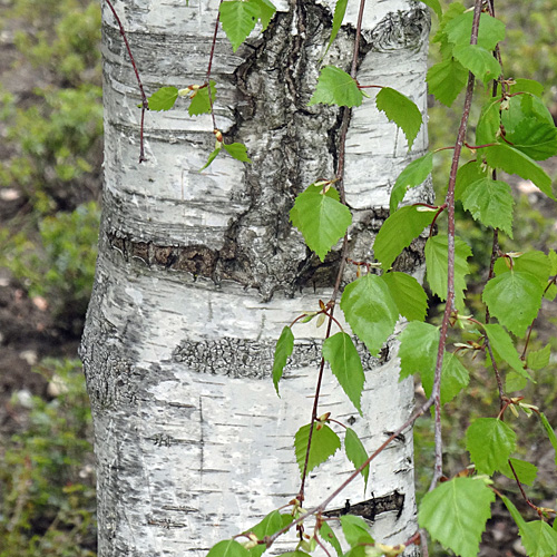 Hänge-Birke / Betula pendula