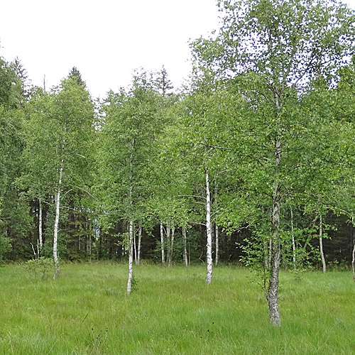 Moor-Birke / Betula pubescens