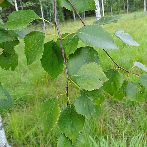 Moor-Birke / Betula pubescens