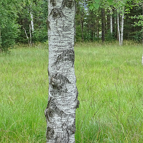 Moor-Birke / Betula pubescens