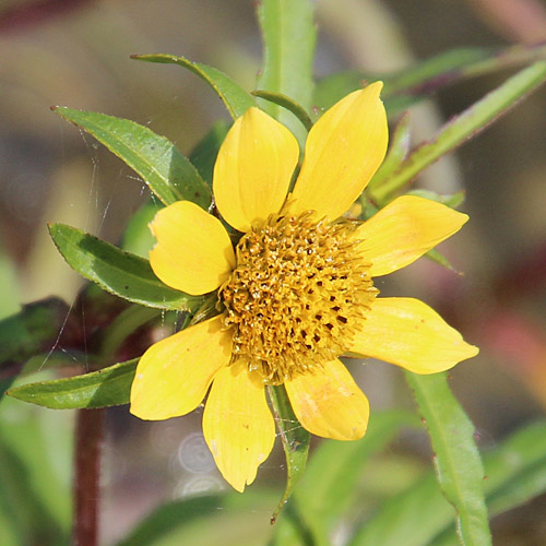 Nickender Zweizahn / Bidens cernua