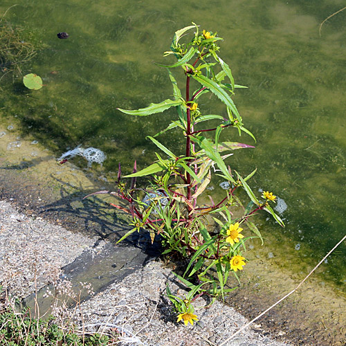 Nickender Zweizahn / Bidens cernua