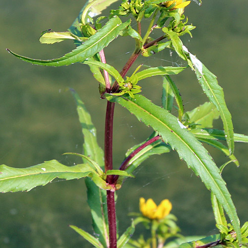 Nickender Zweizahn / Bidens cernua