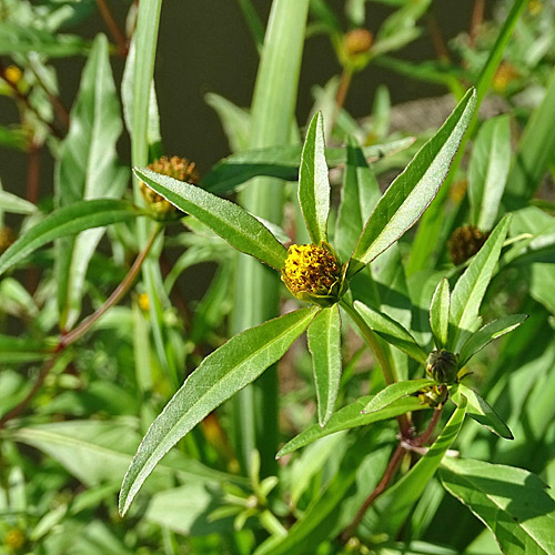 Verwachsenblättriger Zweizahn / Bidens connata