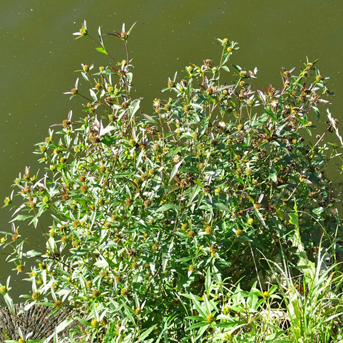 Verwachsenblättriger Zweizahn / Bidens connata