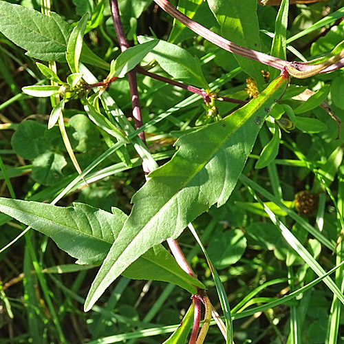 Verwachsenblättriger Zweizahn / Bidens connata