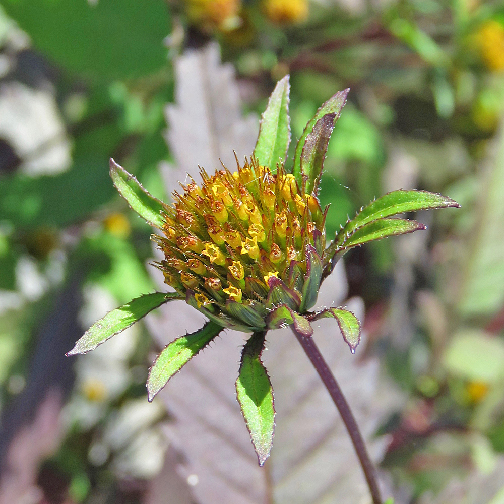 Dichtbelaubter Zweizahn / Bidens frondosa