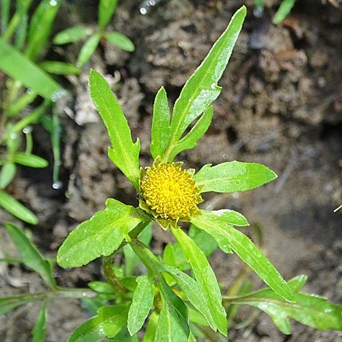 Strahlender Zweizahn / Bidens radiata