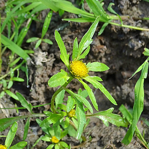 Strahlender Zweizahn / Bidens radiata