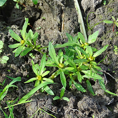 Strahlender Zweizahn / Bidens radiata