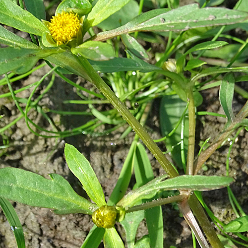 Strahlender Zweizahn / Bidens radiata