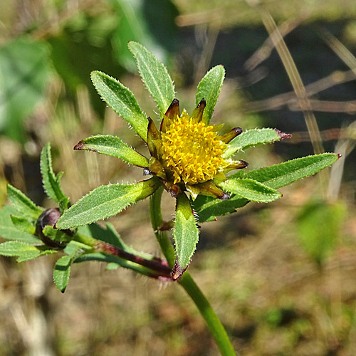 Dreiteiliger Zweizahn / Bidens tripartita