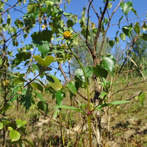 Dreiteiliger Zweizahn / Bidens tripartita