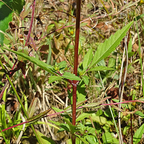 Dreiteiliger Zweizahn / Bidens tripartita