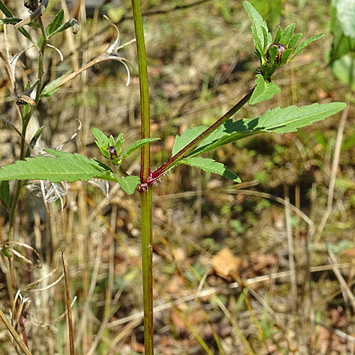 Dreiteiliger Zweizahn / Bidens tripartita