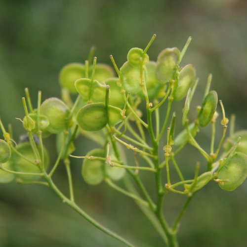 Glattes Brillenschötchen / Biscutella laevigata