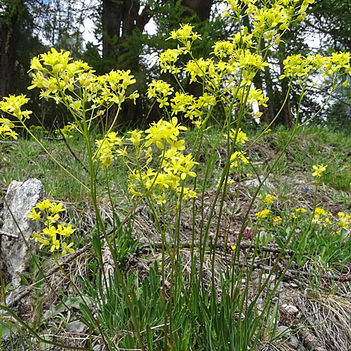 Glattes Brillenschötchen / Biscutella laevigata