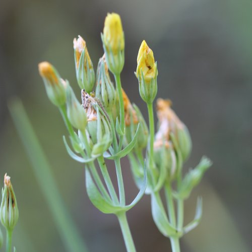 Durchwachsener Bitterling / Blackstonia perfoliata