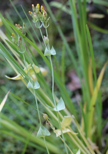 Durchwachsener Bitterling / Blackstonia perfoliata