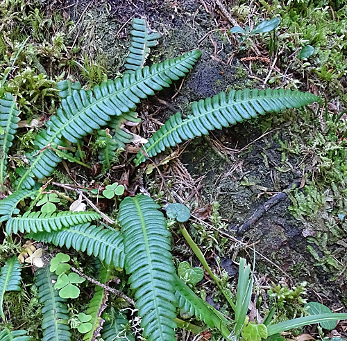 Rippenfarn / Blechnum spicant