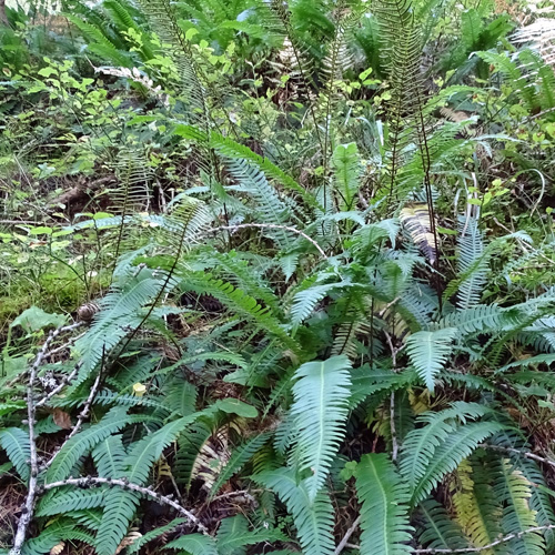 Rippenfarn / Blechnum spicant