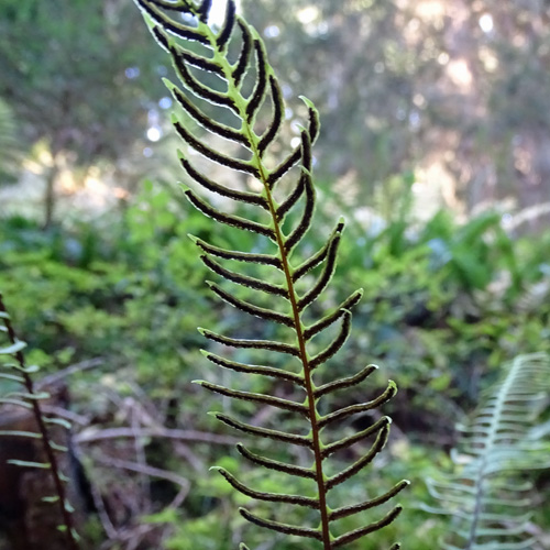 Rippenfarn / Blechnum spicant