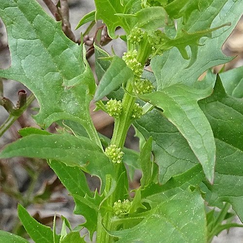 Echter Erdbeerspinat / Blitum virgatum