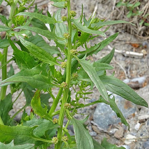 Echter Erdbeerspinat / Blitum virgatum