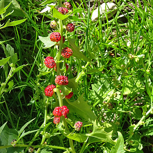 Echter Erdbeerspinat / Blitum virgatum