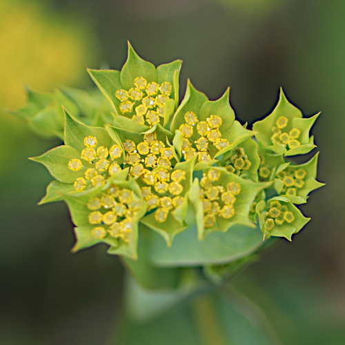 Rundblättriges Hasenohr / Bupleurum rotundifolium