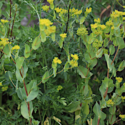 Rundblättriges Hasenohr / Bupleurum rotundifolium