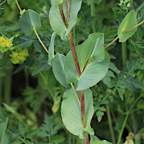 Rundblättriges Hasenohr / Bupleurum rotundifolium