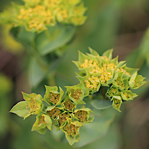 Rundblättriges Hasenohr / Bupleurum rotundifolium