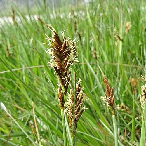 Zusammengedrückte Quellbinse / Blysmus compressus