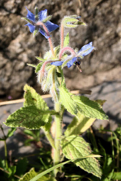 Borretsch / Borago officinalis